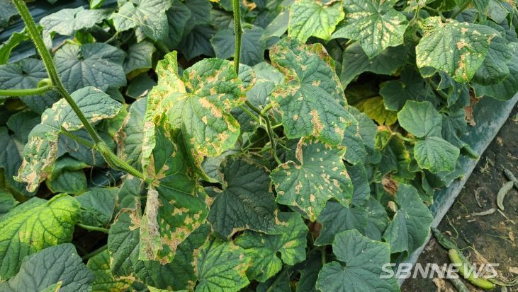 농기원 봄철 시설채소 관련(오이 노균병)