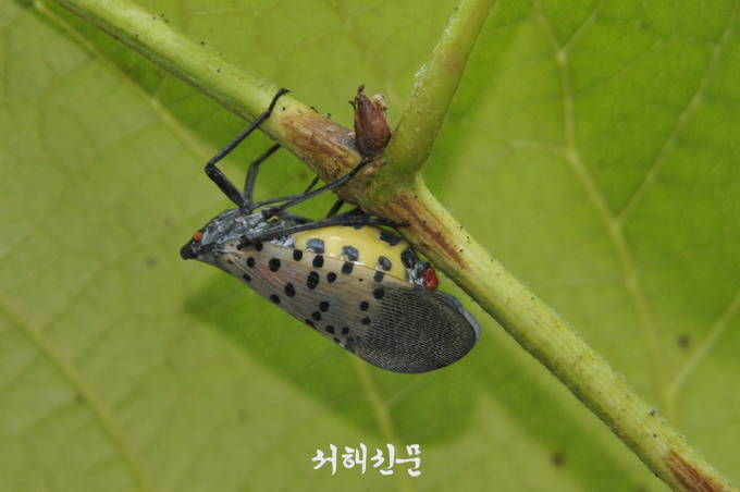 꽃매미 성충 모습