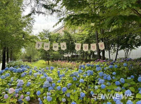 세종시, 제천뜰근린공원에서 활짝 핀 여름 수국 즐겨요